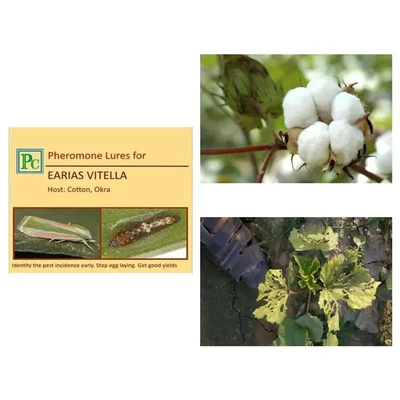 20 Pcs Insect Lures For Spotted Bollworm (Earias Vitella)